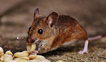 24 Hour & Emergency Exterminators in Pardeeville, WI